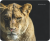 Defender Коврик для компьютерной мыши Wild Animals 220x180x2 мм, 8 видов Defender Wild Animals — для бизнеса и офиса Defender Коврик для компьютерной мыши Wild Animals 220x180x2 мм, 8 видов Defender Wild Animals — для бизнеса и офиса