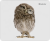 Defender Коврик для компьютерной мыши Wild Animals 220x180x2 мм, 8 видов Defender Wild Animals — для бизнеса и офиса Defender Коврик для компьютерной мыши Wild Animals 220x180x2 мм, 8 видов Defender Wild Animals — для бизнеса и офиса